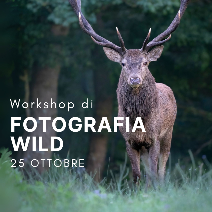 Workshop di Fotografia Wild - prima parte 25 Ottobre - ANNULLATO